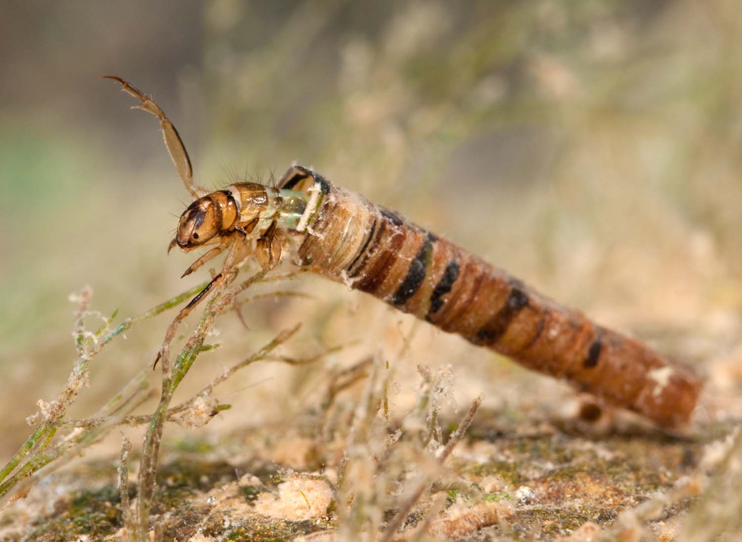 Entomology Course Deal